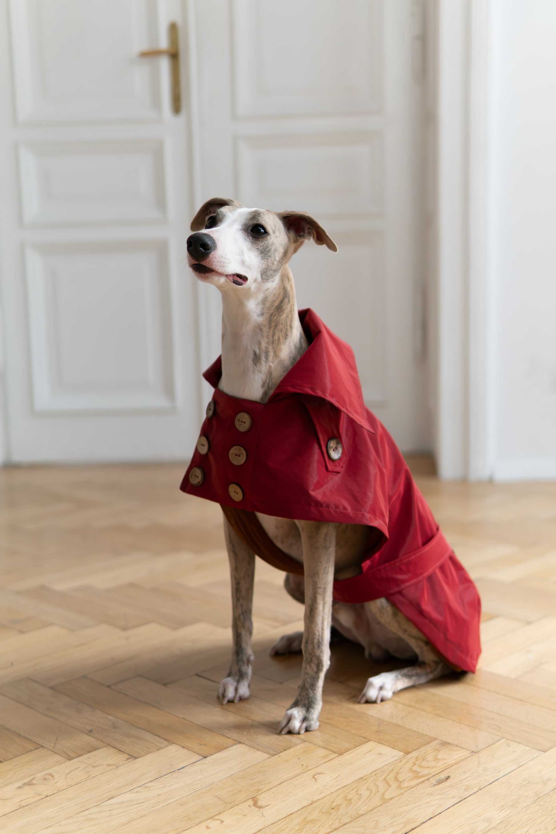 Water repellent Dog Trench Burgundy Red Coat 