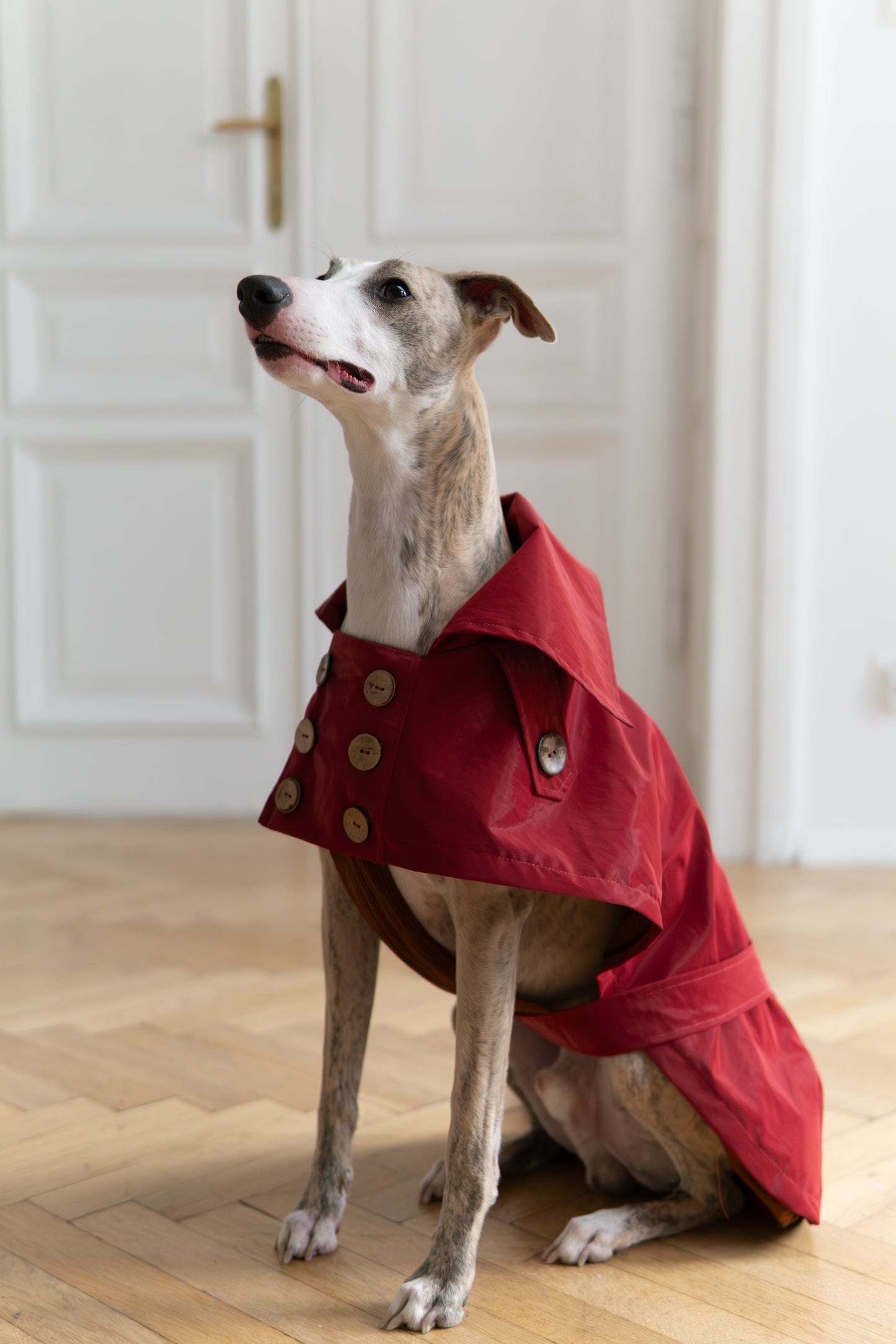 Water repellent Dog Trench Burgundy Red Coat 