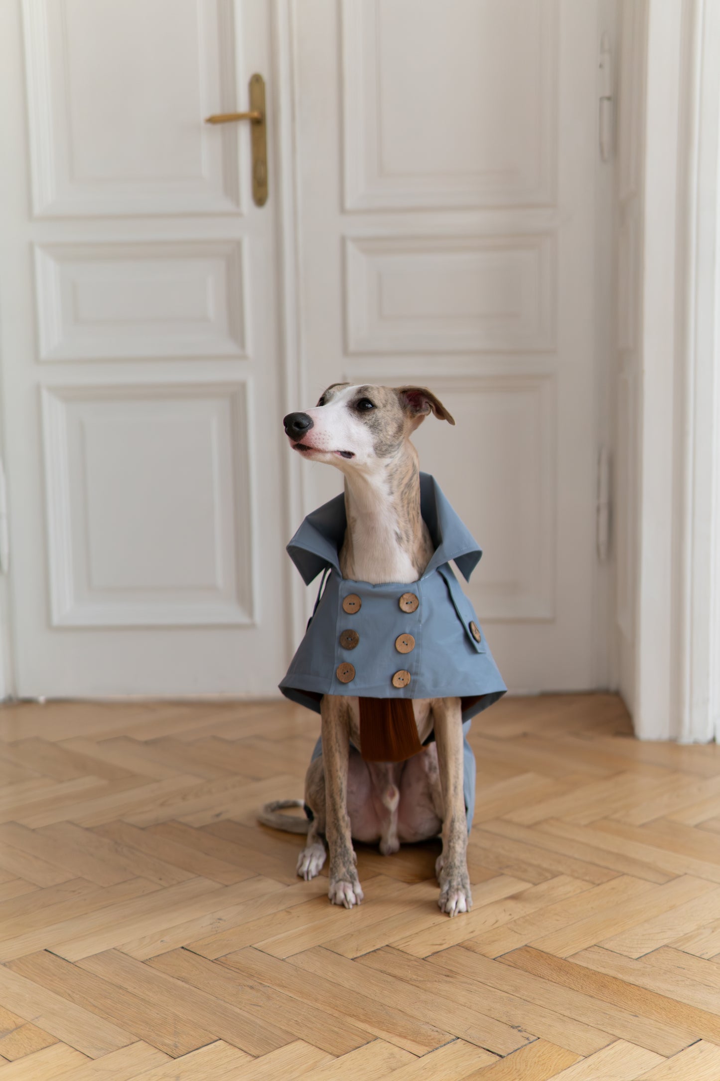 Water repellent Dog Trench Light Blue Coat