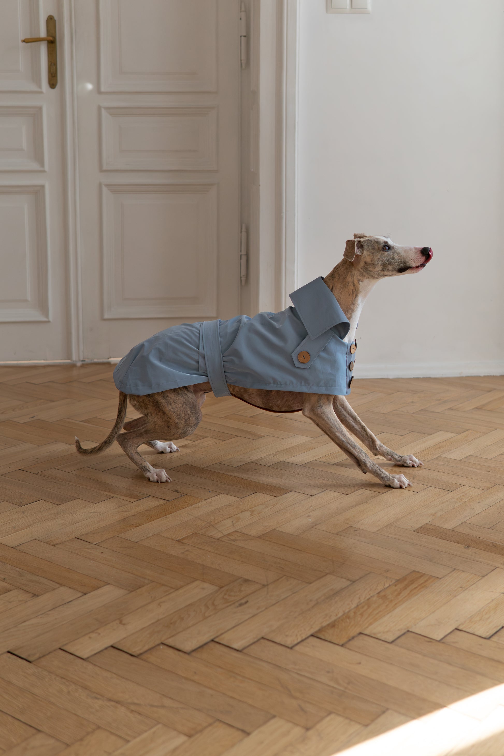 Water repellent Dog Trench Light Blue Coat