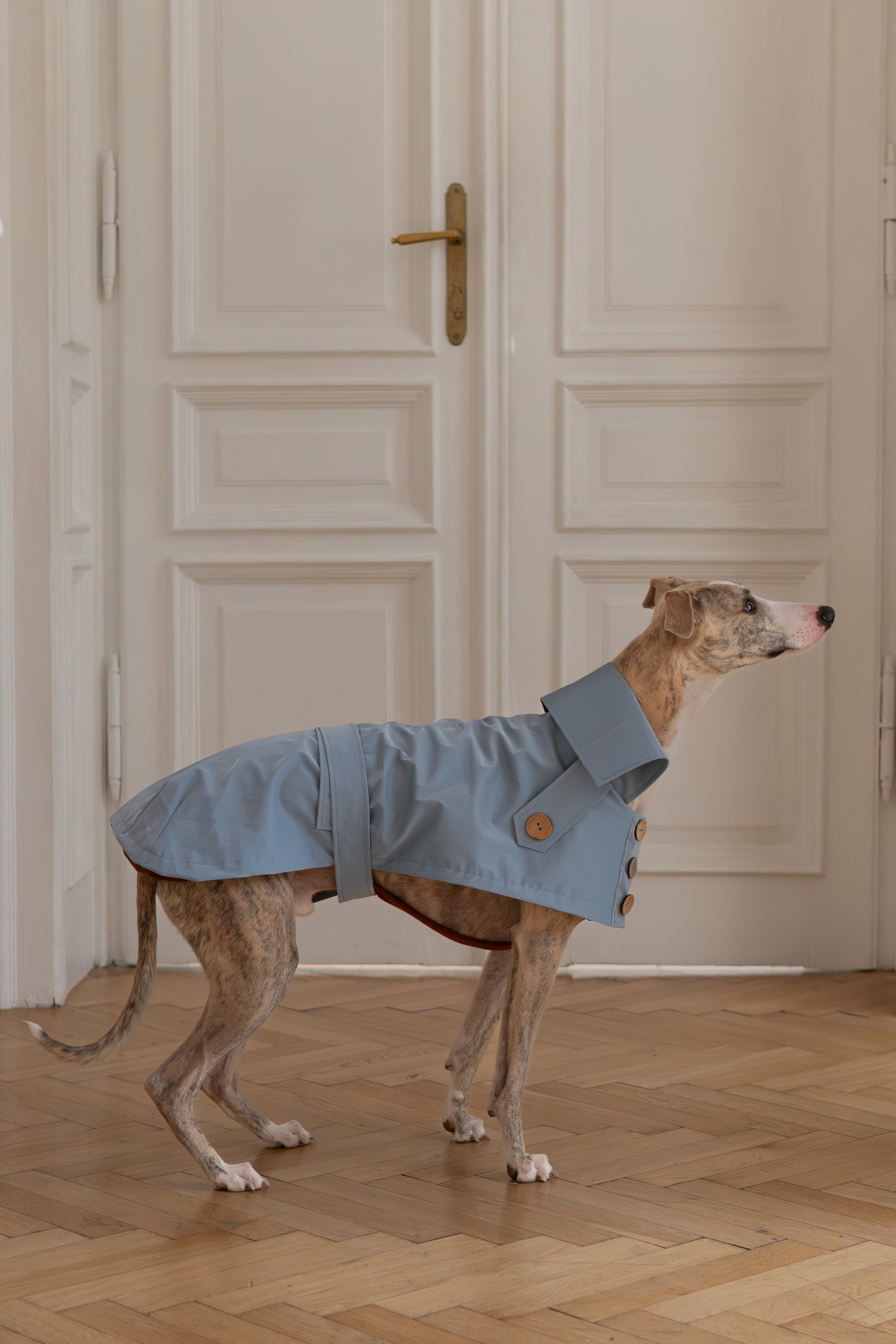 Water repellent Dog Trench Light Blue Coat