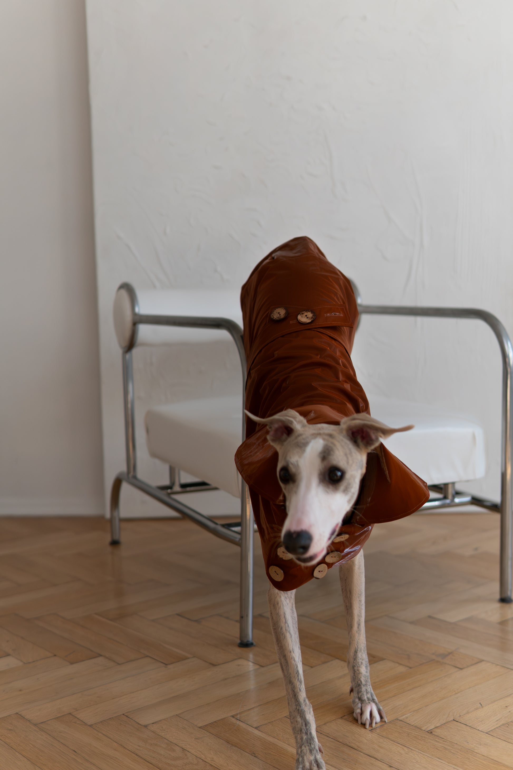 Water repellent Dog Trench Chocolate Brown Coat 