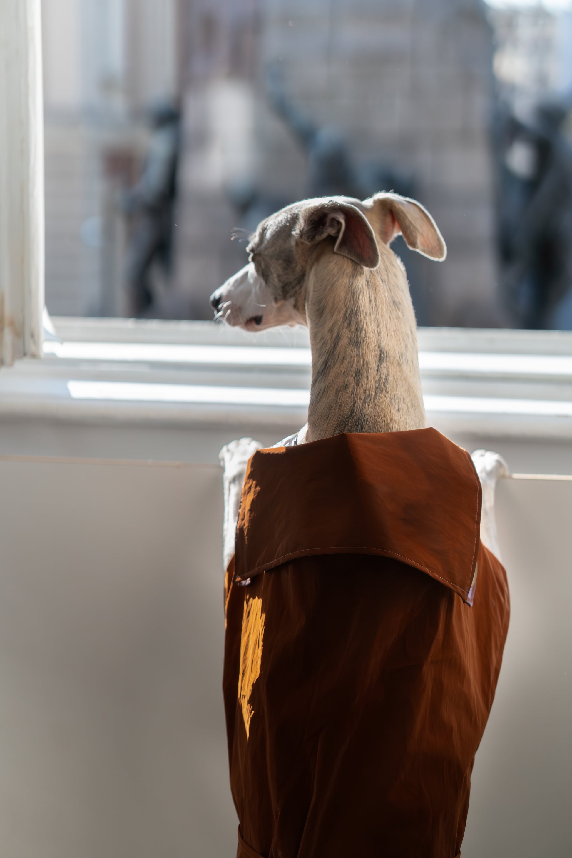 Water repellent Dog Trench Chocolate Brown Coat 
