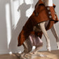 Water repellent Dog Trench Chocolate Brown Coat 