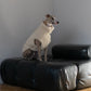 Woolen Dog Vest White