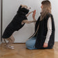 Woolen Dog Vest  