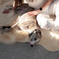 Natural Sheepskin Ivory Carpet 