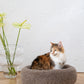 Round Natural Wool Pet Bed Beige