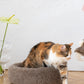 Round Natural Wool Pet Bed Beige
