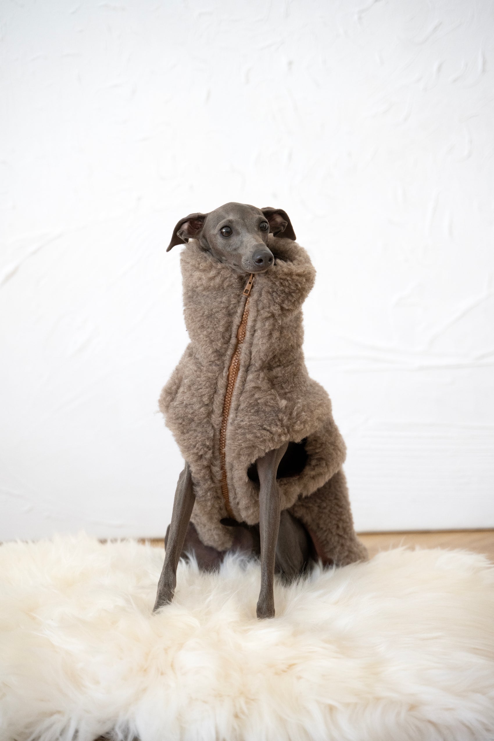 Wollweste für Hunde - Beige