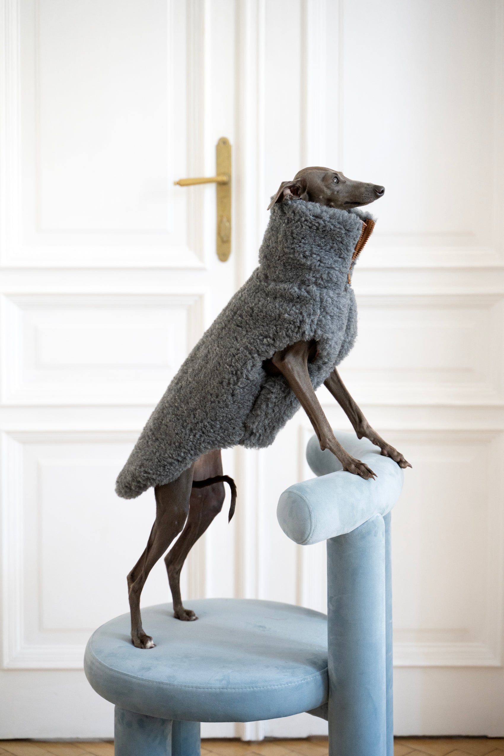 Wollweste für Hunde - Dunkelgrau