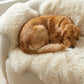 Genuine Ivory Sheepskin Couch Cover for Dogs — Natural Sofa Protector (Plastic-Free)