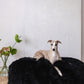 A dog lounging on a Mellow Pet Store Oval Natural Sheepskin Pet Bed in Black.