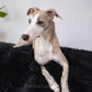 A greyhound dog lounging on an Oval Natural Sheepskin Pet Bed in black, made by Mellow Pet Store.