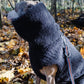 A dog in a Mellow Pet Store Woolen Dog Vest - Charcoal exploring the woods.