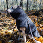 A greyhound wearing a Mellow Pet Store Woolen Dog Vest in Charcoal in the natural woods.