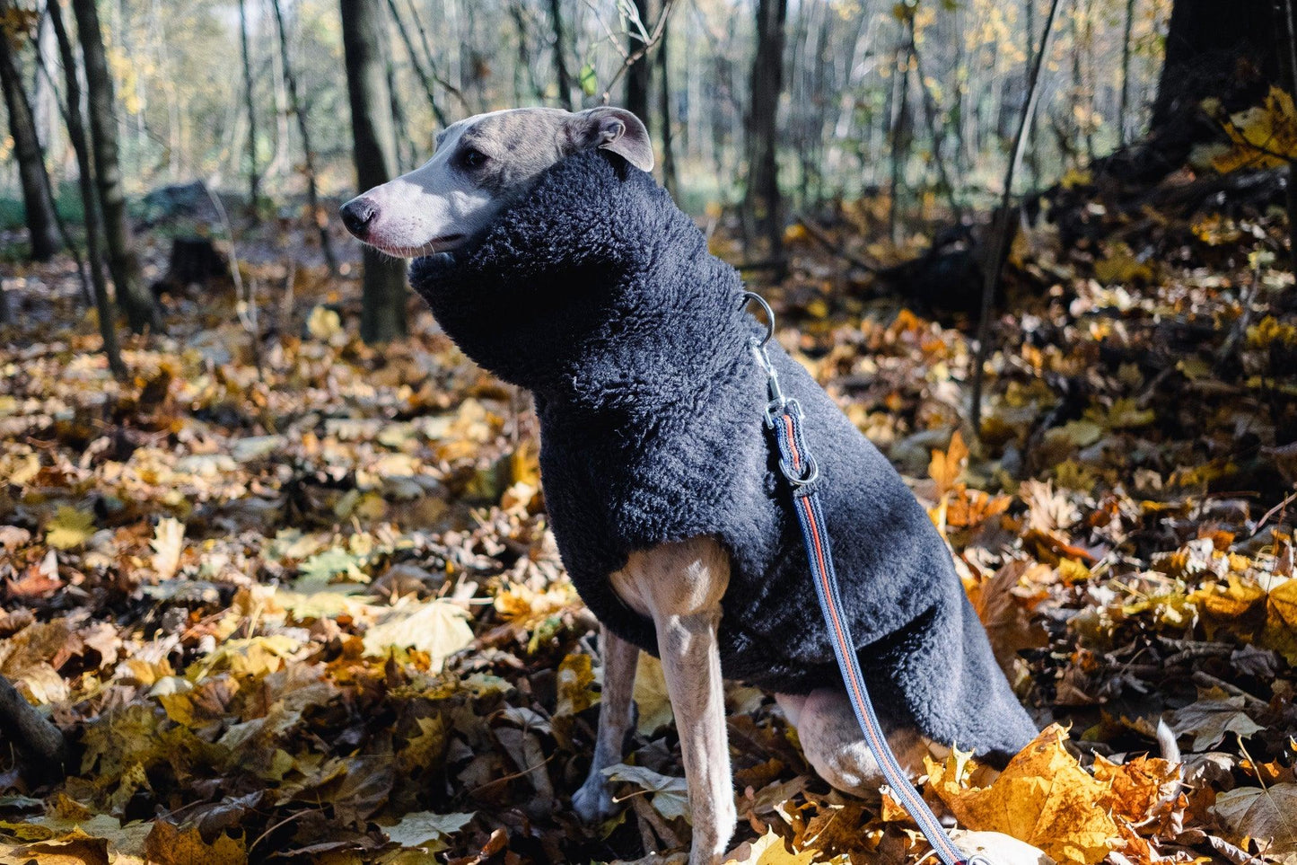 A greyhound wearing a Mellow Pet Store Woolen Dog Vest in Charcoal in the natural woods.