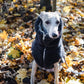 A greyhound wearing a Woolen Dog Vest - Charcoal from Mellow Pet Store in the woods, equipped with sustainable dog toys.