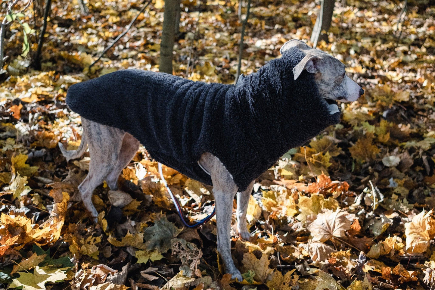 A greyhound wearing a Woolen Dog Vest in charcoal from Mellow Pet Store in the organic pet accessories.