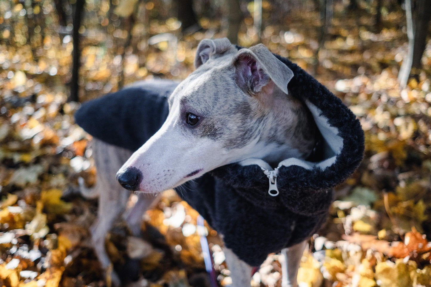 A greyhound wearing a Mellow Pet Store Woolen Dog Vest in Charcoal in the eco-friendly woods.