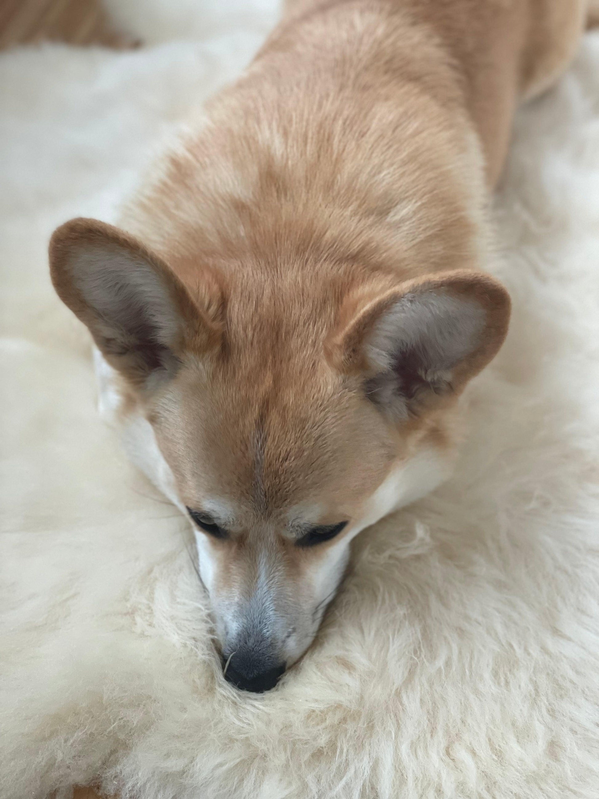 Ivory Natural Sheepskin Rug