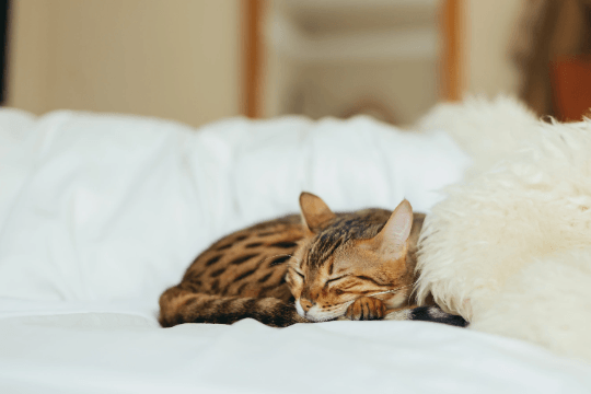A bengal cat sleeping on a white couch in an eco-luxury Mellow Pet Store Natural Sheepskin Rug for Pet.