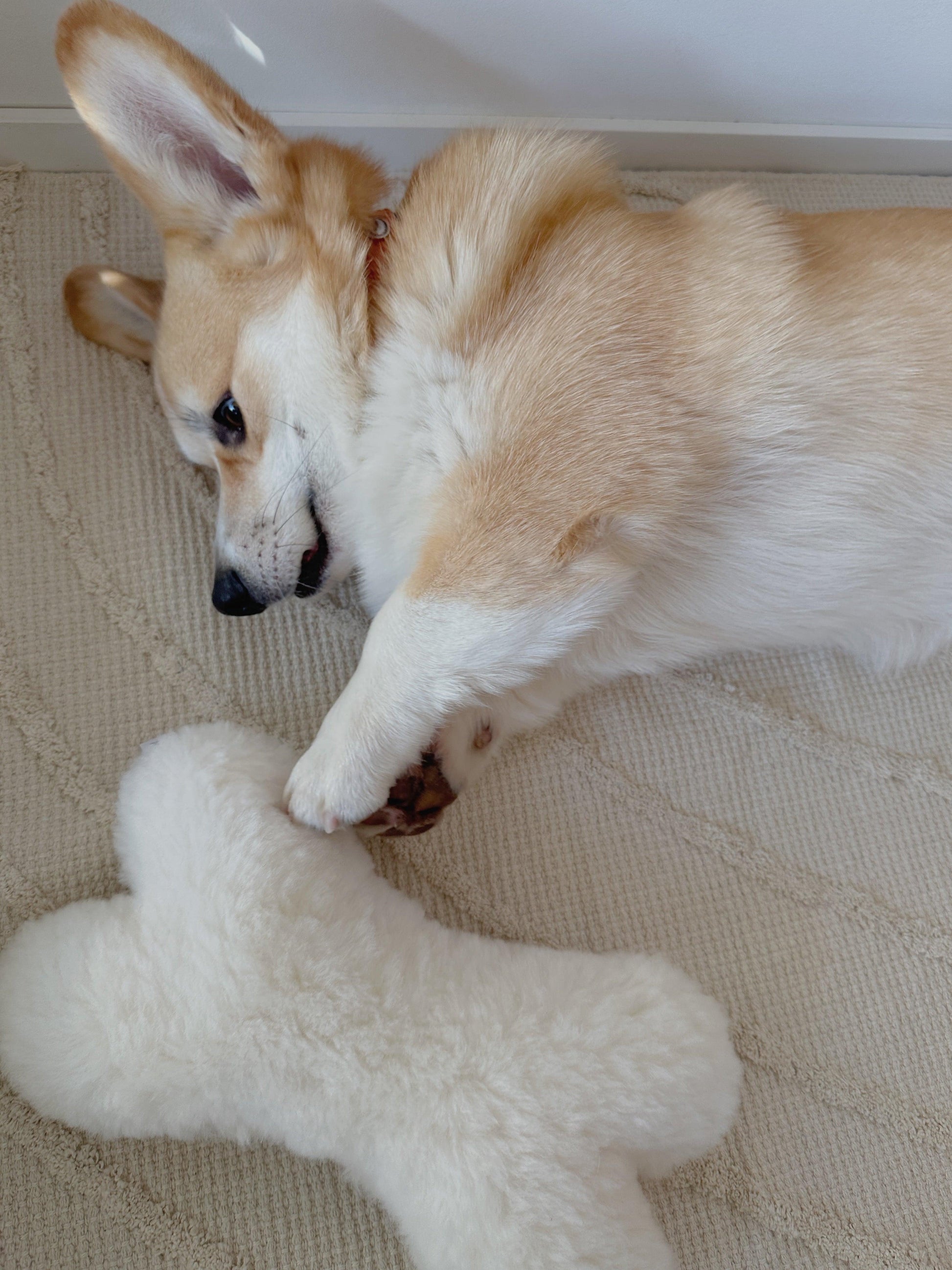 A corgi dog playing with a Mellow Pet Store Natural Sheepskin Dog Toy Bone.